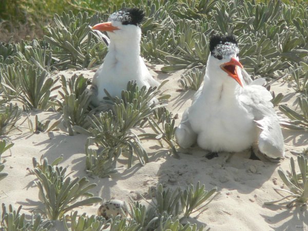 19- Les mouettes ont repere l'oeuf peu protege 
